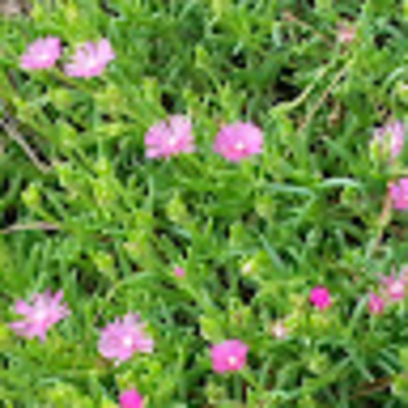 Meet your Posher, Violet - Picture 1 of 1